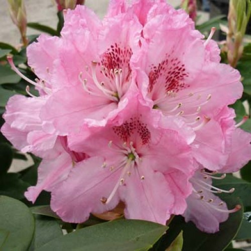Rhododendron Albert Schweitzer - Hardy Hybrid | ScotPlants Direct